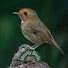 PoWhnsJJsI8-channel-avatar-MOSTLY BIRDS
