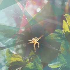 Web of Wonder