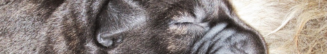 araberara irish wolfhound رمز قناة اليوتيوب