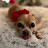 @chihuahua_brown