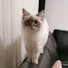Автор