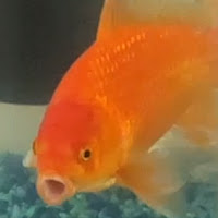 Post from OoferGuide
