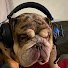 5Oxh4CUpqvA-channel-avatar-Fish and furbabies 