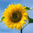 @sunshine-zk7mh