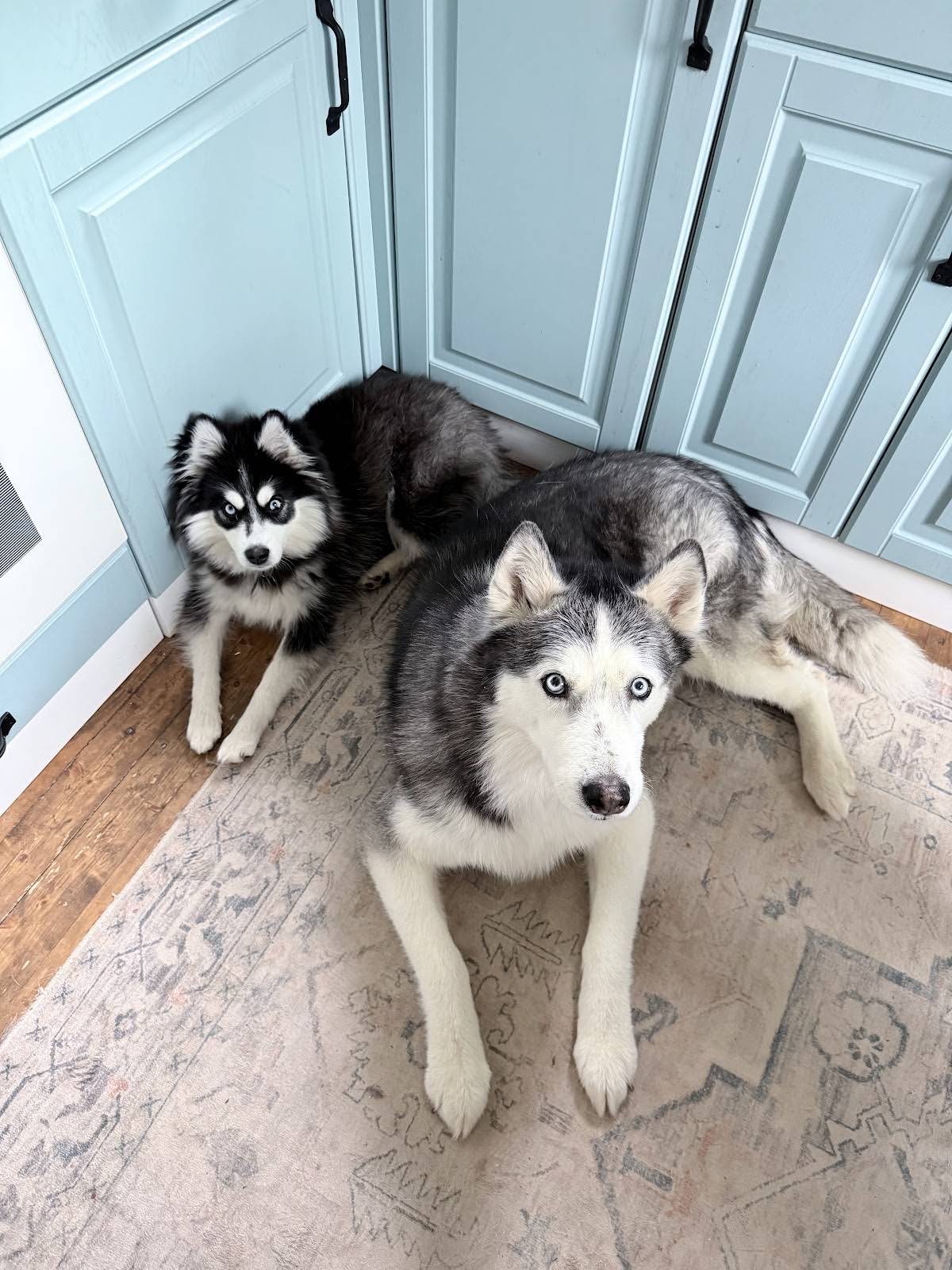 North Yuki Husky - YouTube