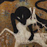 j7VU4AiPj-U-channel-avatar-coyote