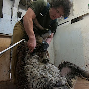 Famous Shamus Sheep Shearing