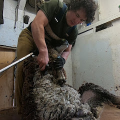 Famous Shamus Sheep Shearing Avatar