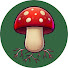 vIM9qCyfVmg-channel-avatar-Xplained with MUSHROOMS