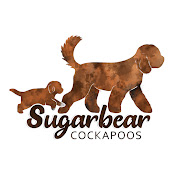 SugarbearCockapoos