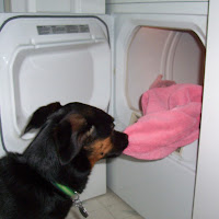 Service Dog Training Institute (Donna Hill) profile image