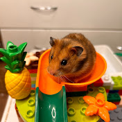 Hamster Andy