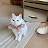 @aristocat070