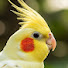 Eh1dSu37mac-channel-avatar-Thep Parrot Sounds