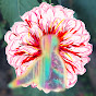 chrysanth