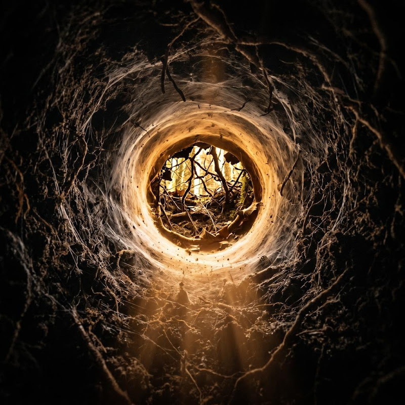 Hidden Burrow