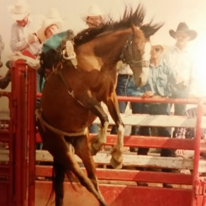 #Chronicles of Bronc / 7 Diamond Ranch