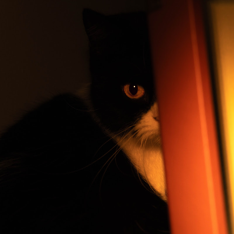 Cat Knight