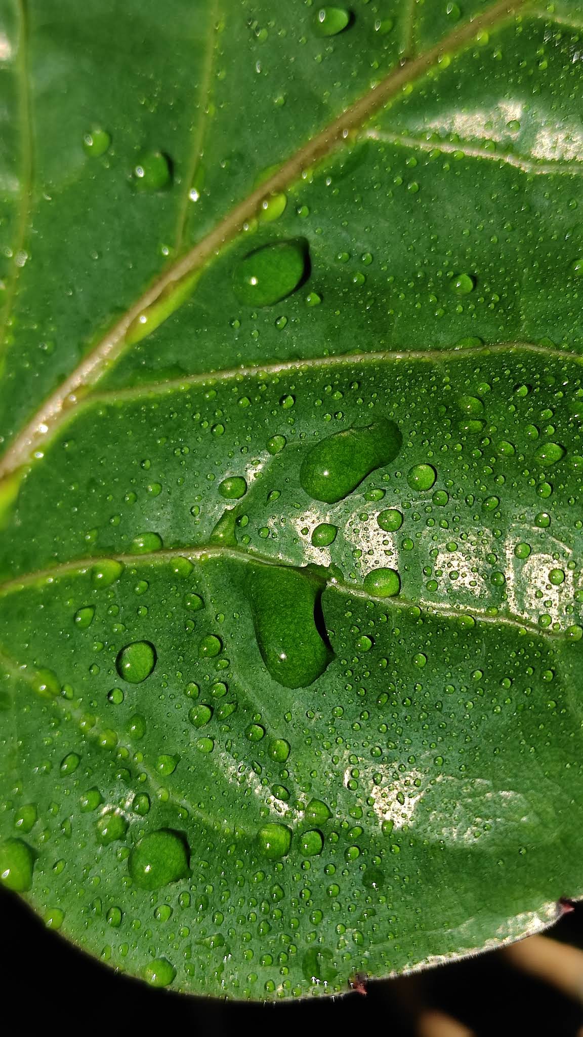 alocasia sente variegata Variegated Alocasia Elephant Ear for Sale