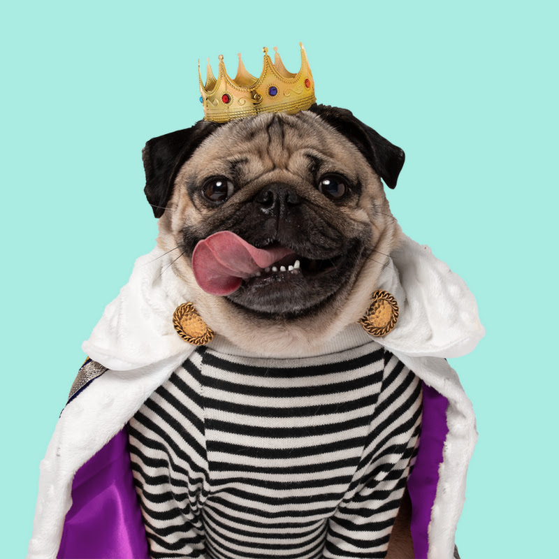 Doug the Pug icon