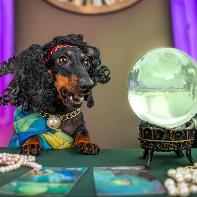 The Barking Psychic at FourPawsAcupuncture