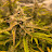 @PeacefulGrows