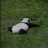 WHsMlbS-GXI-channel-avatar-Random_Panda