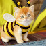 89RknaXIyl8-channel-avatar-pets cats