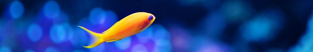Fish Aquarium Tamil رمز قناة اليوتيوب