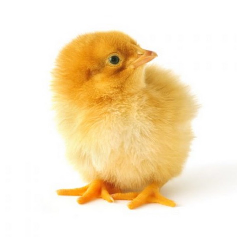 Ayam Warna Warni