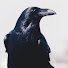 hvjL-uVjHbQ-channel-avatar-Crow in Philadelphia
