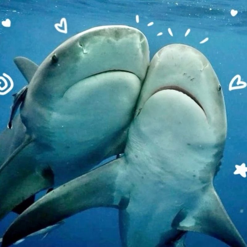 Les sharky 🤍