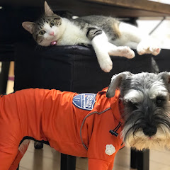 チャモロGアイコン画像