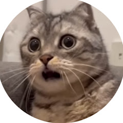 ニャースインフォ