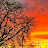 @CasualHoarder-ny9sd Avatar