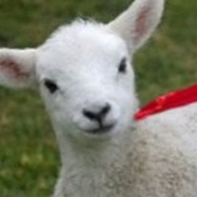 SuperSheepin
