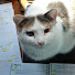 Study with Ancha