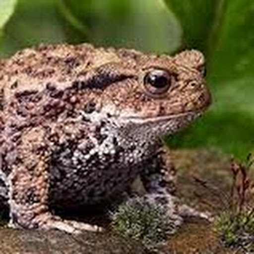 chonky toad