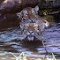 H2BtBOxaNEU-channel-avatar-kazu-Animals