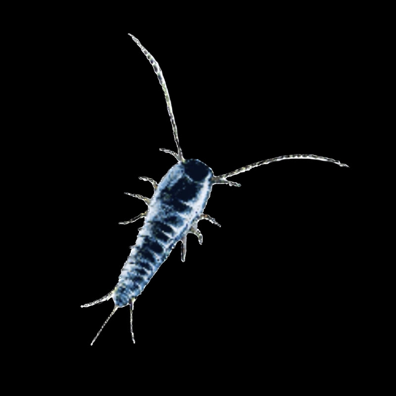 Silverfish007