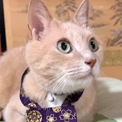がんばれジミー&トム　Jimmy & Tom 猫和尚