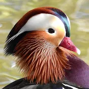 Aline Horikawa | Wildlife of Japan 