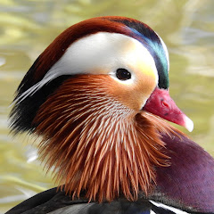 Aline Horikawa | Wildlife of Japan 