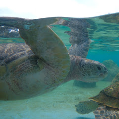 英文兒童歌曲アイコン画像