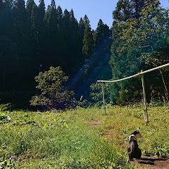 Alive nature sounds 軒下の猫の画像