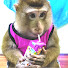 T_Vd9yW-lnQ-channel-avatar-Monkey BOKI