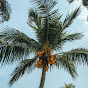 VN Coconut  logo