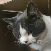 Cats Diary🐼まるちゃんねる登録お願いします🐼