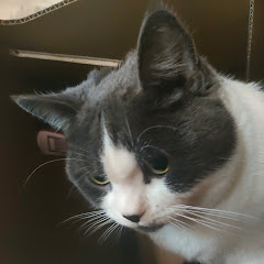 Cats Diary🐼まるちゃんねる登録お願いします🐼