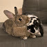 lm5AuERta5w-channel-avatar-The Bunnies' Brigade